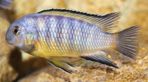 Tropheops gracilior 'Lutara Reef' (Cove Mountain)